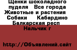 Щенки шоколадного пуделя - Все города Животные и растения » Собаки   . Кабардино-Балкарская респ.,Нальчик г.